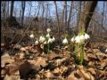 Leucojum vernum